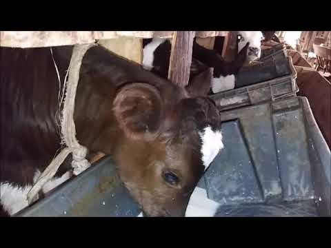 Video: Cara Memberi Makan Anak Lembu Yang Berusia Sebulan