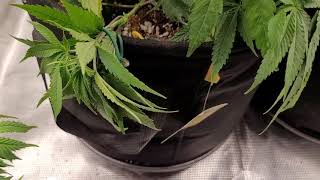 The Joe Pro's Grow Show (Day 24 to 28) with the mars hydro fce3000