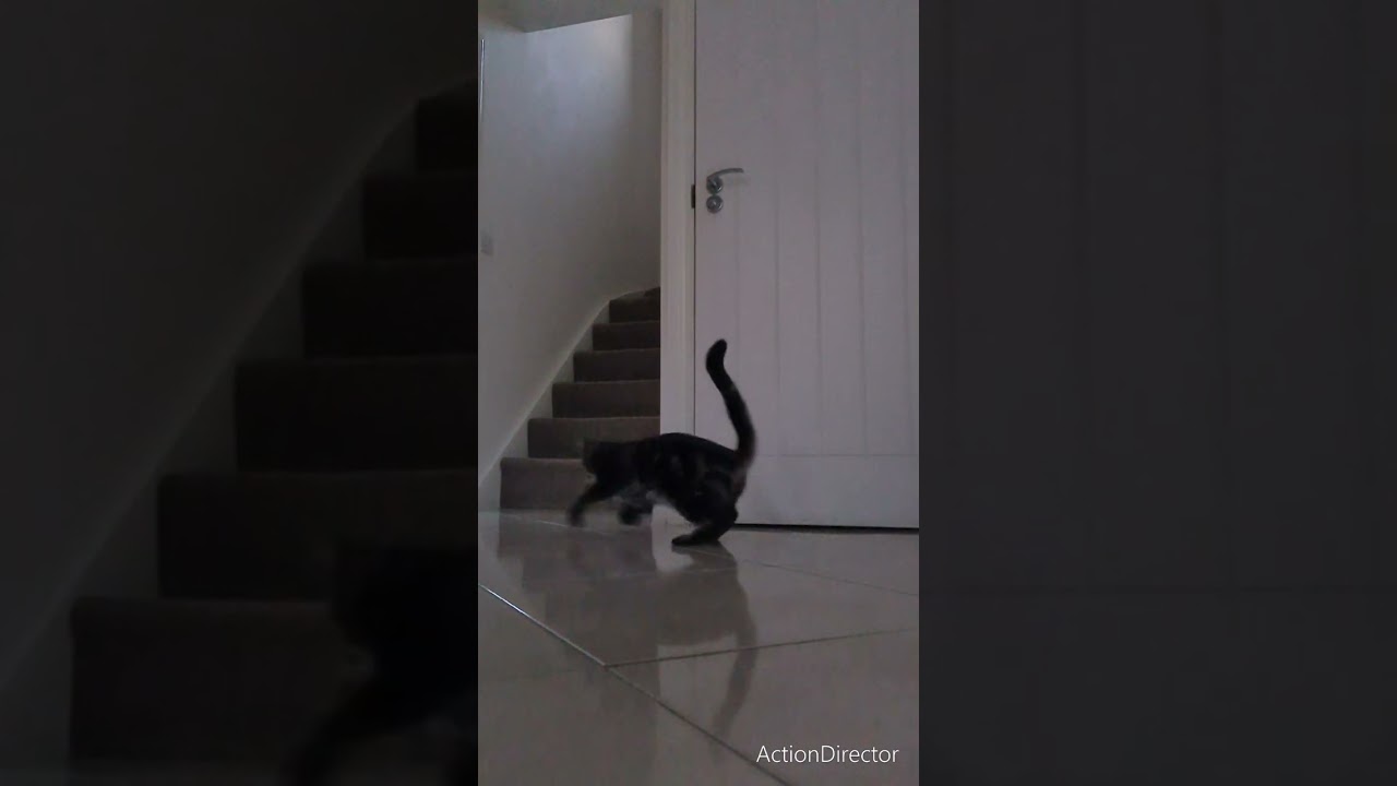 Roary chasing the laser light before  feather fighting 