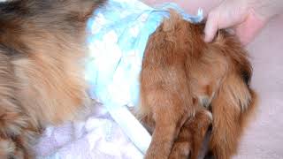 老犬 困ること ウンチを自力でさせる方法 ウンチがなかなか出なくて困った Old Dog Troubled How To Take A Poop By Yourself Youtube