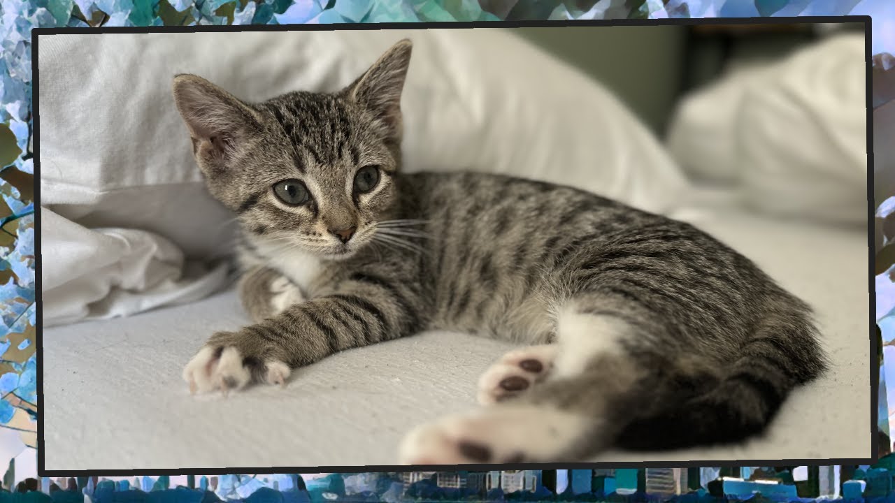 Foster Kitten Livestream (S7, E27 FINALE) - Mar 19, 2024 - YouTube