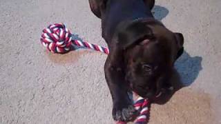 Our New Boxer Lab mis puppy