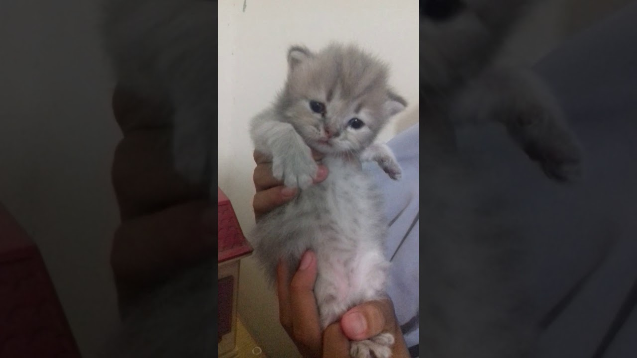 Lucu banget istriku mau muntah lihat anak kucing anggora imut 