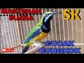 MASTERAN SUARA CUCAK CUNGKOK GACOR