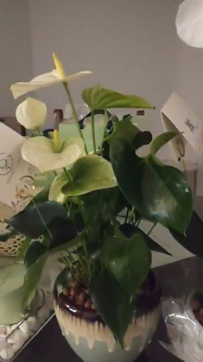 pretty flowers #flowers #beautiful #nature #shortsvideo