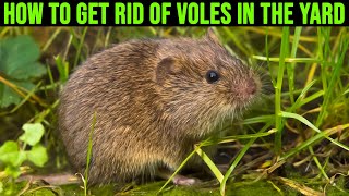 How to Get Rid of Voles in the Yard  4 Methods of Vole Control