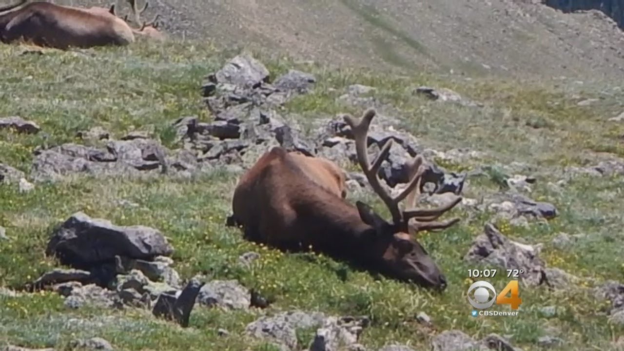 Two Bull Elk Poached Near Trail Ridge Road YouTube