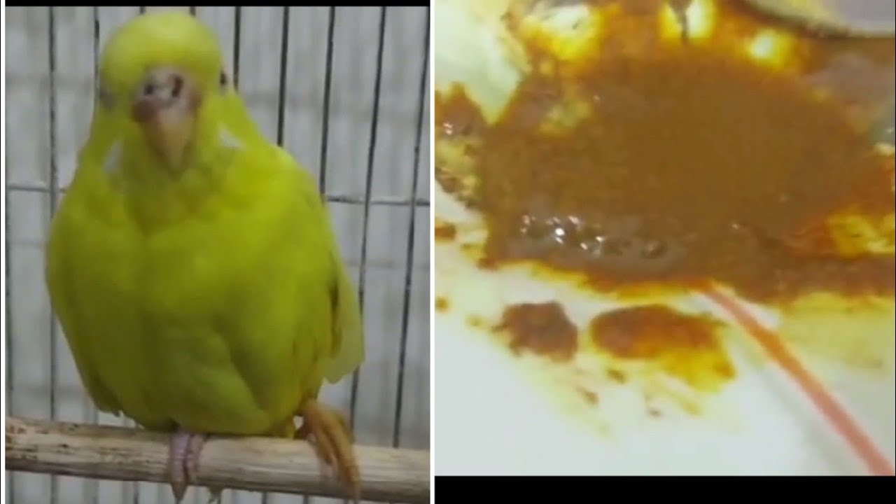 Treatment of fractured leg of bird.Desi Treatment of birds injury