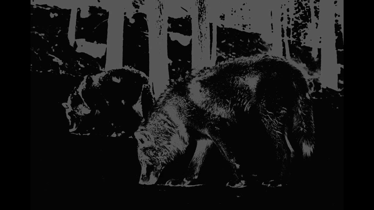 Fused Forces - Boy Cried Wolf [2009]