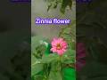zinnia flower Transplant #garden #terracegardenindia #gardening #plantsofindia #gardenideas