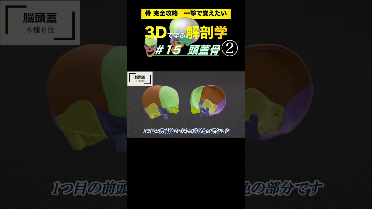 Let's take a look at the brain and skull #15 Skull [3D Anatomy