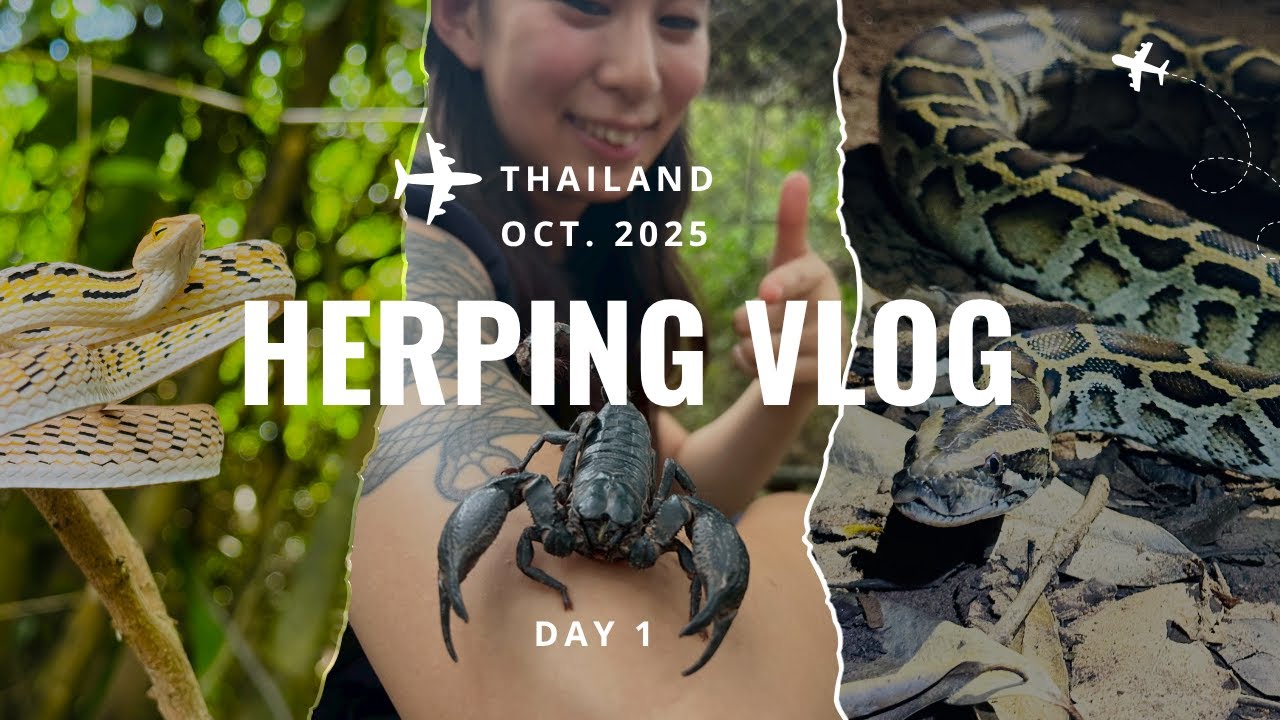 【ハーピング1日目🇹🇭】キングコブラを探しにタイへ行った結果とんでもないヘビだらけでした【Vlog】