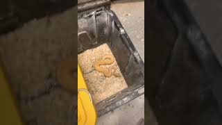 Famous Banana Freeway Ball Python Wealth