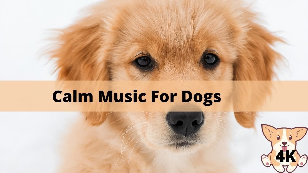 Sleeping Music for Dogs 🐶 Relaxing Music to Help Your Dog Sleep
