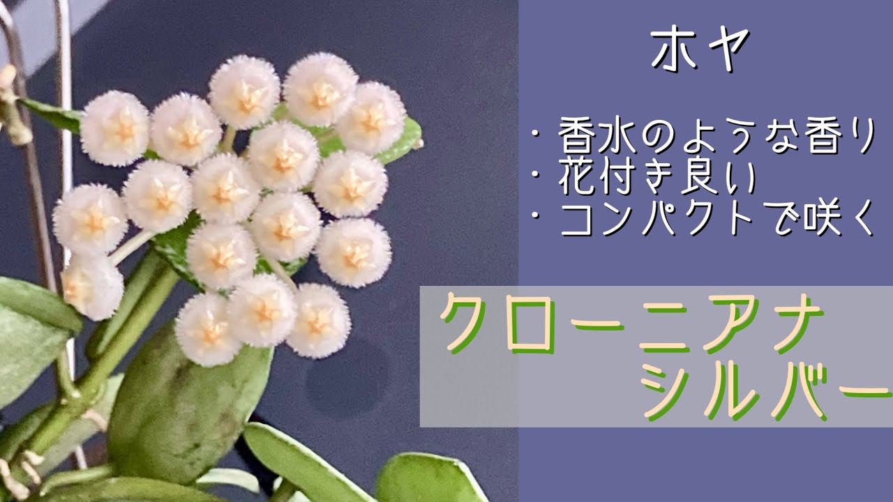 確認用　ホヤ Hoya ケネジアナアルボ March 30, 2026 Hoya cloniana silver - My top recommendation