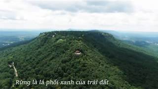 HOW TO SAVE OUR FORESTS? | NAMBOO STRAW