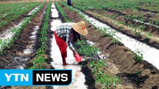 '친환경 농법' 미생물 제제 수출 / YTN