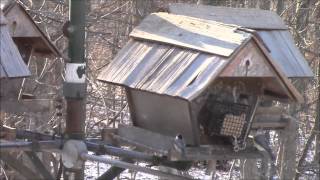 Research Project Birds