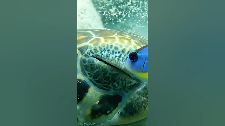 Gentle Ocean Clinic: A Cleaner Fish Helps a Sea Turtle — Tiny Acts That Keep Reefs Healthy thumbnail