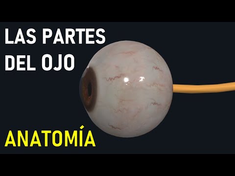 Video: Ojos compuestos: ¿en qué se diferencian de los simples?