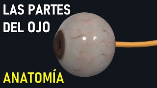 Partes del OJO y sus Funciones (Anatomía FÁCIL) screenshot 4