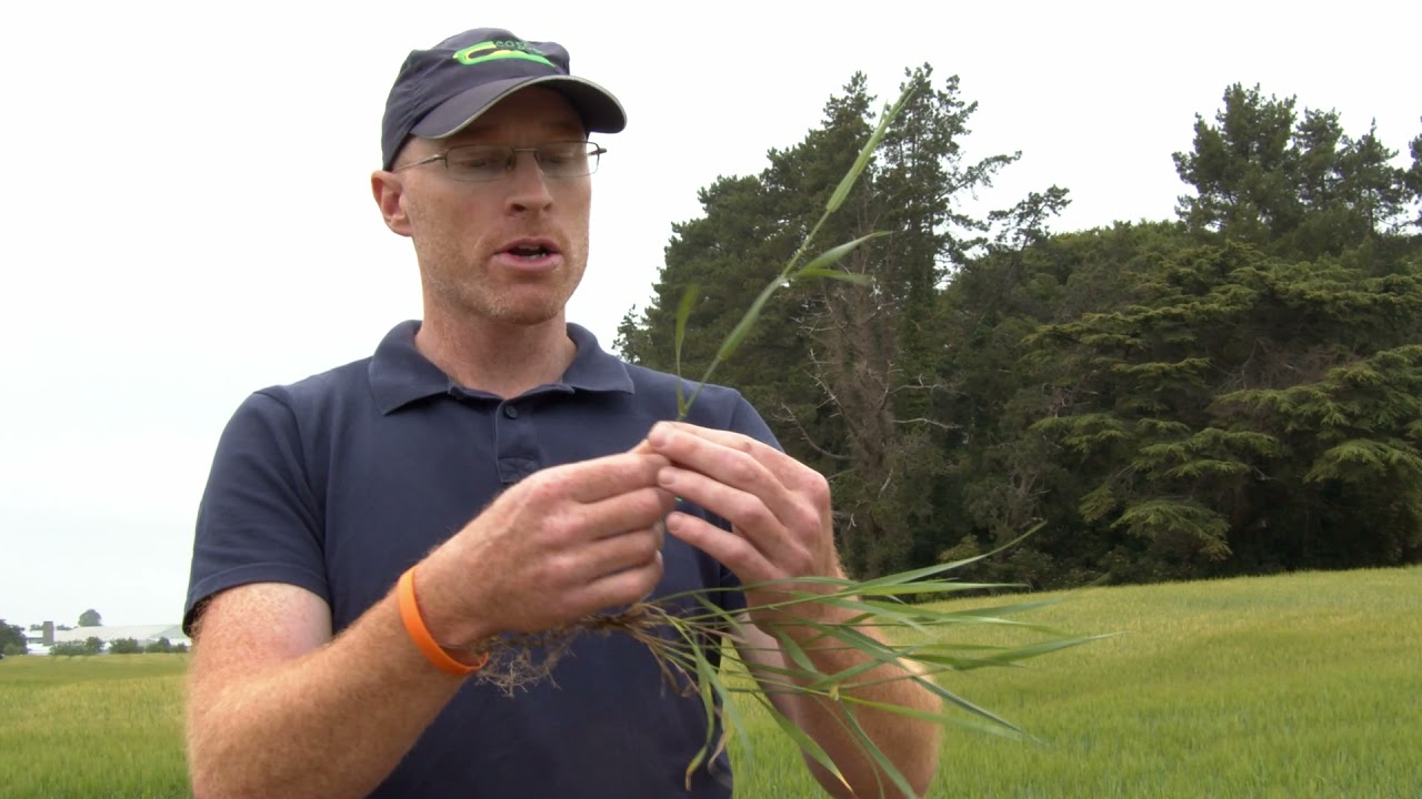 Grass Weed Identification  Part 1- Introduction