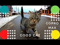 Кот Васька Cat Funny GoPro MAX बिल्ली 猫  ネコ 고양이 قط Katze chat gato kucing con mèo แมว  Olya zimina