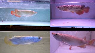 Huge Arowana Fish Stock at Asia Aquarium