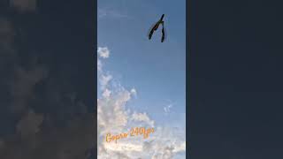 Monarch takes flight! #Gopro #Hero12 240fps #monarch #launch #goproshorts #goprohero12