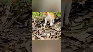 Snake Tries To Strike Cat, This Happens