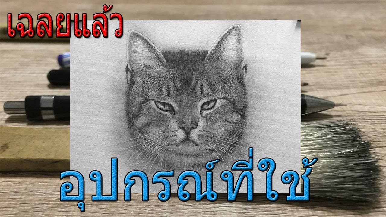 วิธีวาดรูปแมวให้เหมือนจริงและอุปกรณ์ที่ใช้