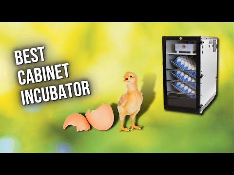 Best Cabinet Incubator — 5 Best Egg Incubator