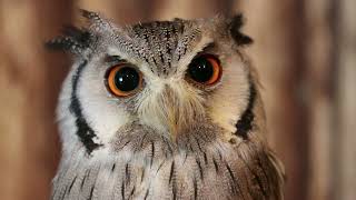 😍👉  SOUND AND IMAGES OF THE OWL screenshot 5