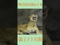 ニノさん誕生日おめでとう!! 祝14歳!! #shorts #lion #zoo