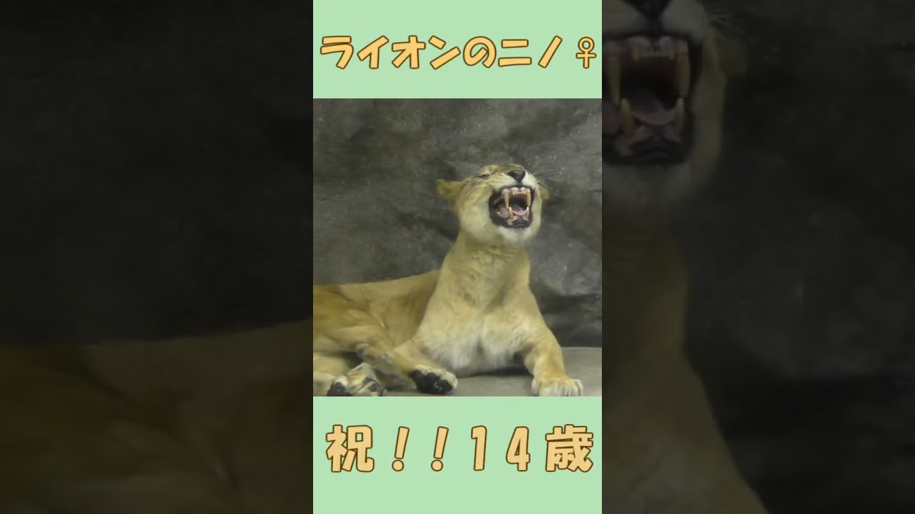ニノさん誕生日おめでとう!! 祝14歳!! #shorts #lion #zoo