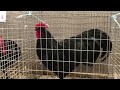 Australorps in Leipzig Pure-bred Poultry Exhibition 2017