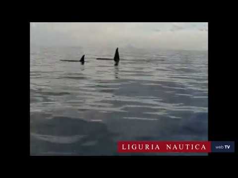 Le orche avvistate nello Stretto di Messina