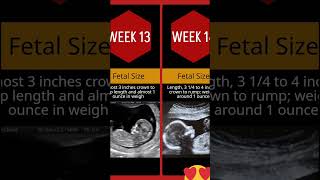 Pregnancy Week By Week || 1 - 20 Weeks Fetal Developments || Ultrasound