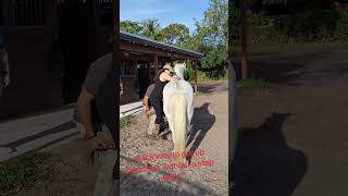 Quick way to get on a horse bareback without ladder #horseinthehouse #smoky #quicktip #barebacktips