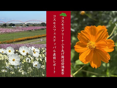 【埼玉】【鴻巣】コスモスフェスティバル直前レポート