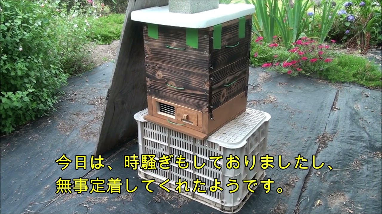 孫分蜂のその後＆雀と蜜蜂 令和4年6月 - YouTube