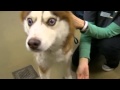 Blind Dog and His Companion Need New Home (3-22-13)