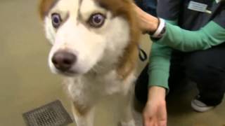 Blind Dog and His Companion Need New Home (3-22-13)