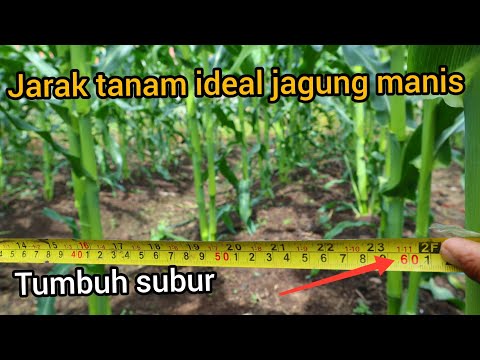 Pemberian jarak tanam yg ideal jagung manis agar tumbuh subur