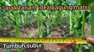 Pemberian jarak tanam yg ideal jagung manis agar tumbuh subur