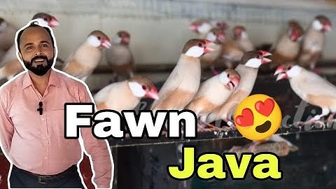 White & Fawn Java Setup || Visited Mubeen SB in Lahore | MA Aviary 144