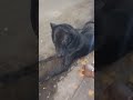 bezubaan kiSeva bejuban ki awaaz street dog animal prayagraj