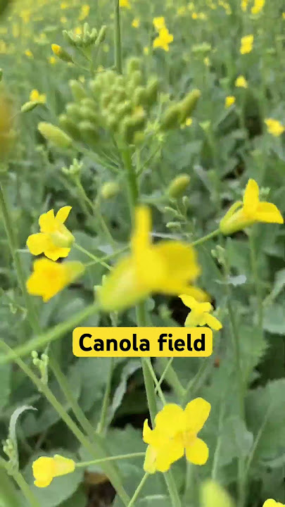 SOURCE of CANOLA OIL. #canolaoil #shorts