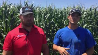 Crop Scouting with Drones