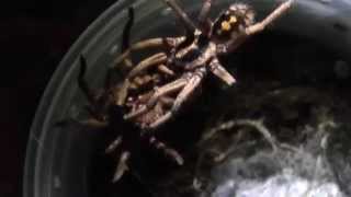 Hapalopus sp. colombia large (Pumpkin patch tarantula)
